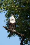 Schreiseeadler