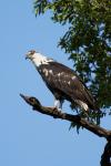 Schreiseeadler