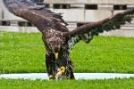 Seeadler packt Beute