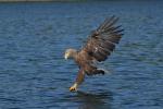 Seeadler 10