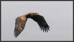 Seeadler_1