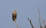 Seeadler