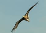 Seeadler