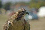 Bussard