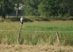 Unbekannter Vogel 2