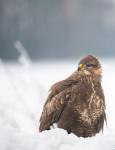 Bussard im Schnee 2