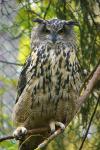 Eagle Owl