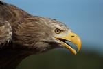 Seeadler