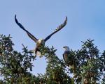 Weißkopfseeadler2