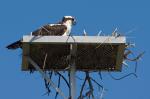 Fischadler Weibchen im Nest