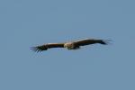 Seeadler