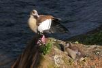 Nilgans mit Nachwuchs