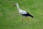 Storch