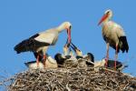 Störche im Nest