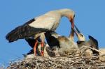 Störche im Nest