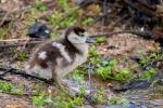 Nilgans