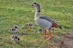 Nilgänse