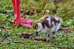 Nilgans