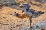 Nilgans