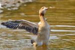 Nilgans