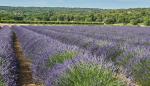 Lavendel