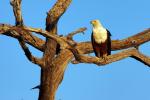 Schreiseeadler