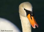 Jungschwan Bert im Halbprofil