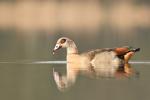 Nilgans 2