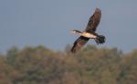 Kormoran mit Angelschnur