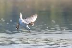 Möwe im Flug 1