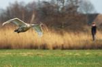 Landeanflug unter Beobachtung