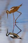 black necked stilt