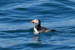 Puffin