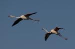 Flamingos, Vreden