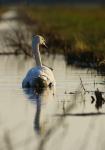 Schwan mit Spiegelung