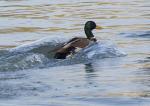 Ente High Speed