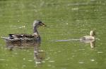 Ente mit Nachwuchs