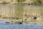 Graugansfamilie und Nilgänse