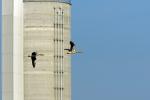 Graugänser vor Silo