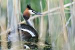 Haubentaucher im Nest 3