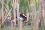 Haubentaucher im Nest 4