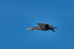 Kormoran Alviso Marina County Park