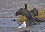 Kormoran und Möwe