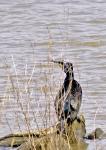 Kormoran versteckt