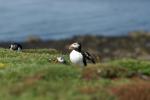 Puffin @ Lunga / Treshnish Isles