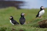 Puffins @ Lunga / Treshnish Isles