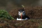 Puffin @ Lunga / Treshnish Isles