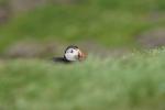 Puffin @ Lunga / Treshnish Isles