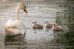 Mama Schwan erzählt eine Geschichte ©by Don Video