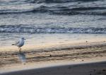 Möwe am Wasser